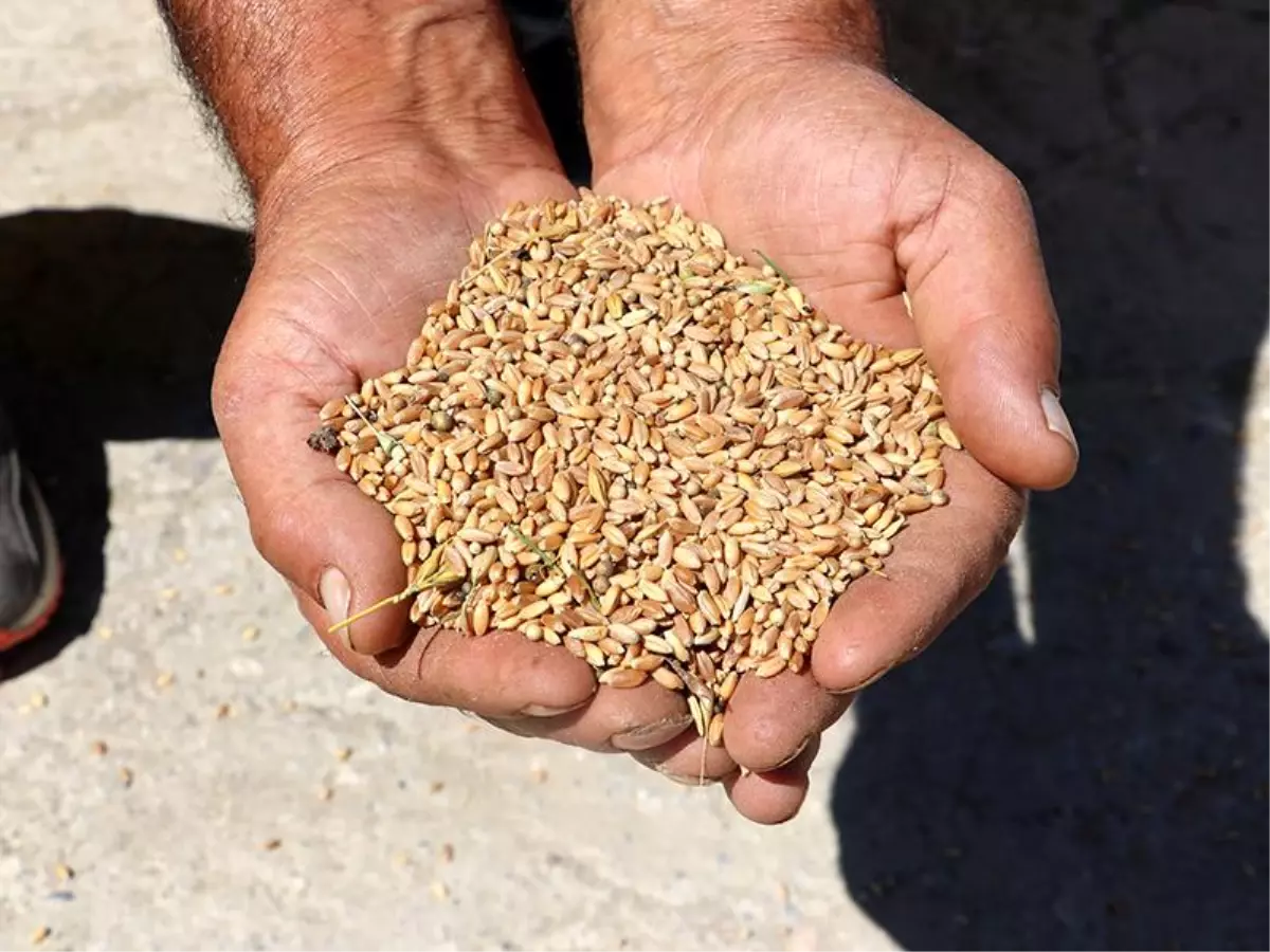 Ata yadigârı tohumlar hasat edildi