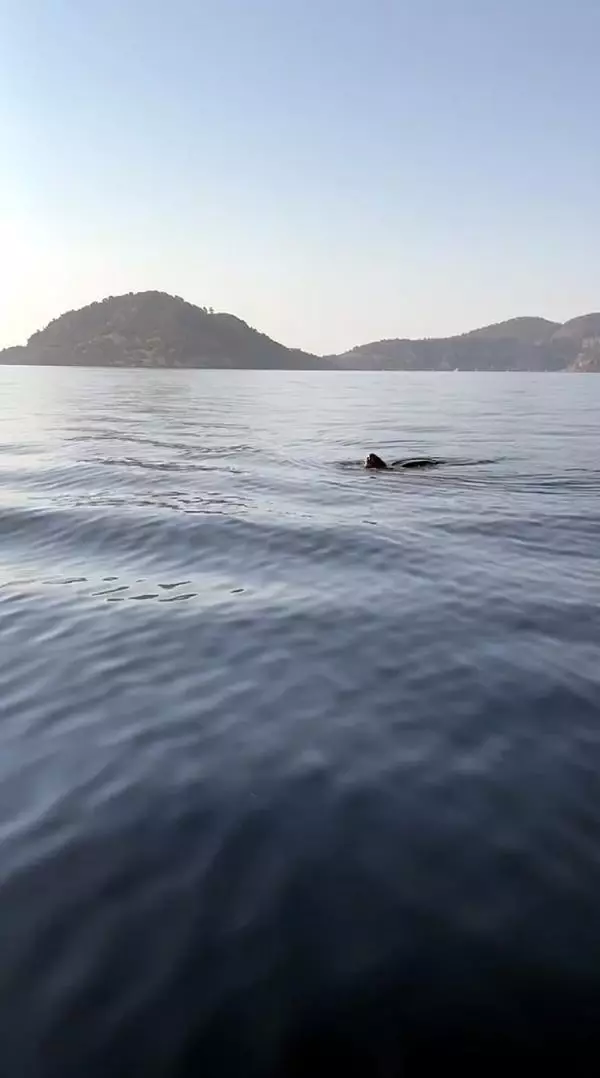 DERİ SIRTLI DENİZ KAPLUMBAĞASI CANLI GÖRÜNTÜLENDİ