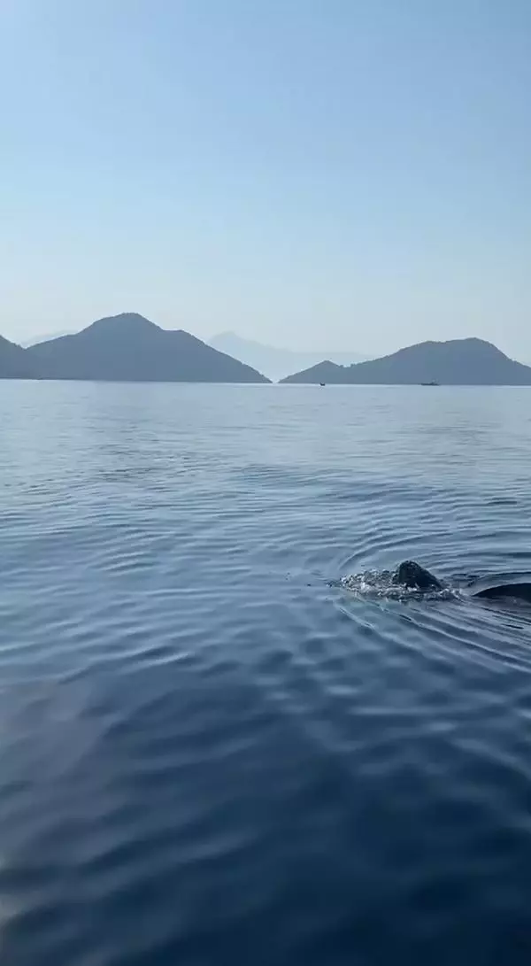 DERİ SIRTLI DENİZ KAPLUMBAĞASI CANLI GÖRÜNTÜLENDİ