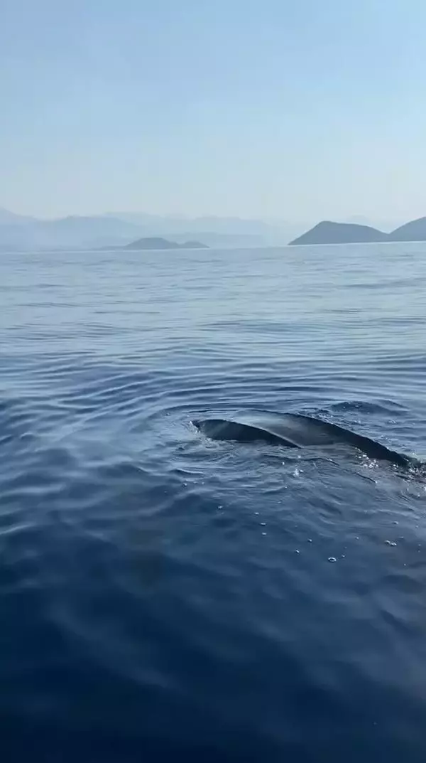 DERİ SIRTLI DENİZ KAPLUMBAĞASI CANLI GÖRÜNTÜLENDİ