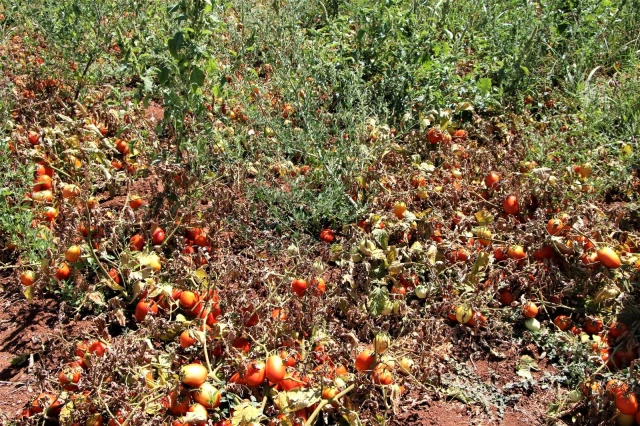 Dünya sofralarına lezzet katacak kurutmalık domatesin hasadı başladı