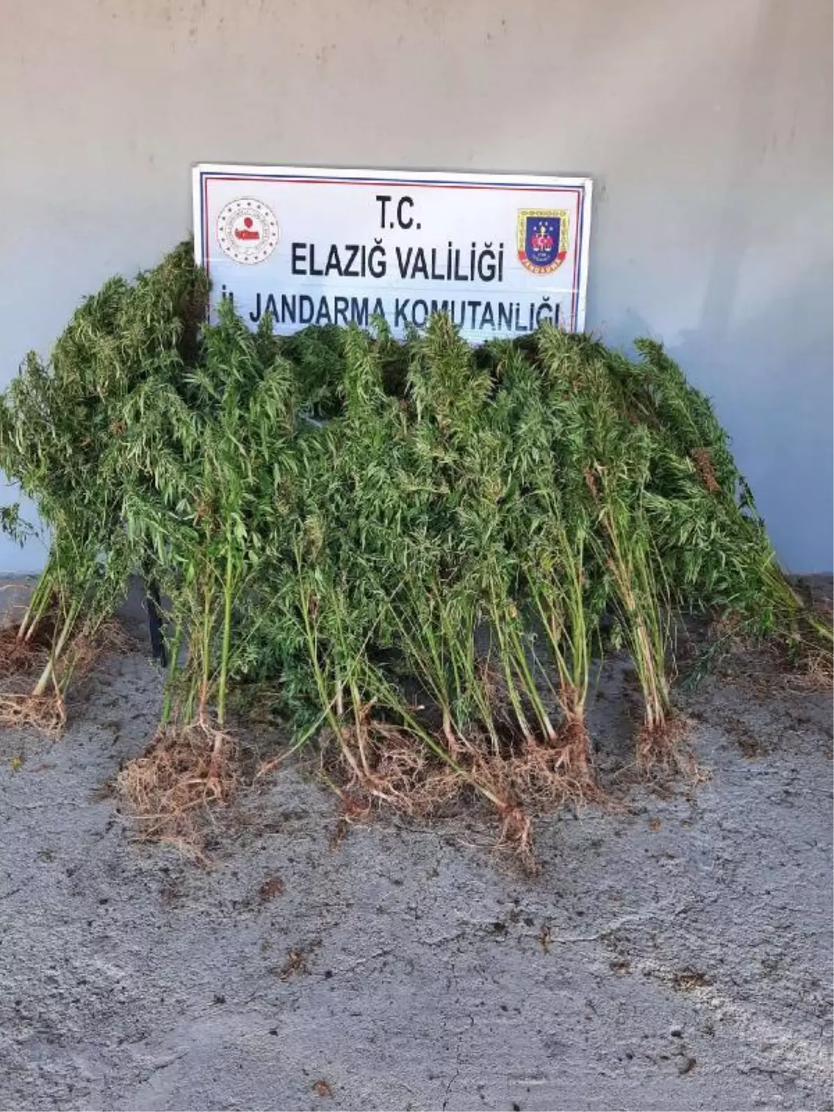 Elazığ'da ormanda 110 kök kenevir ele geçirildi