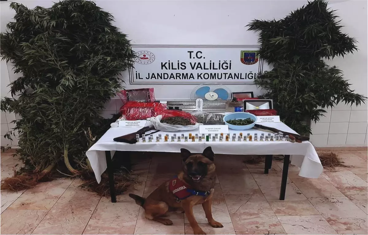 Kilis'te bağ evinde kenevir yetiştiren şüpheli tutuklandı