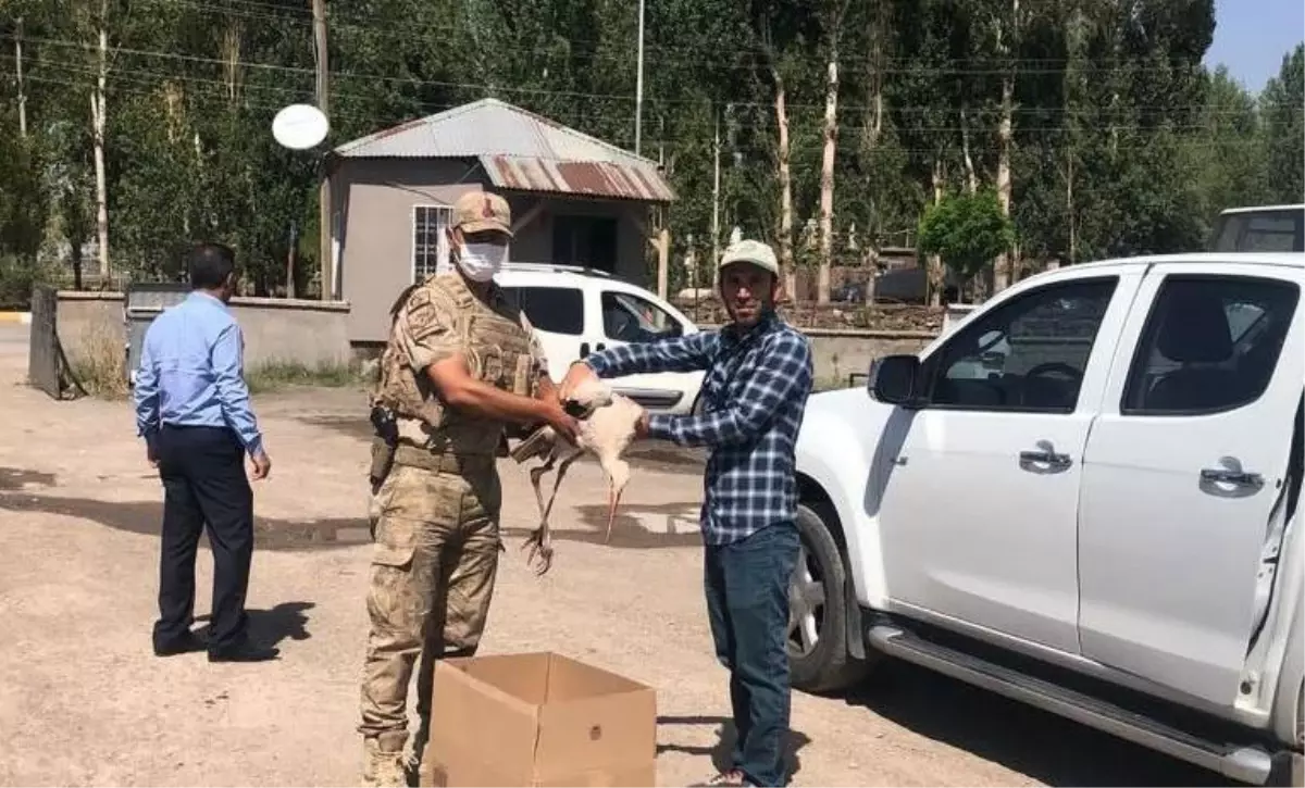 Korkut'ta jandarmanın bulduğu yaralı leylek tedavi edilecek