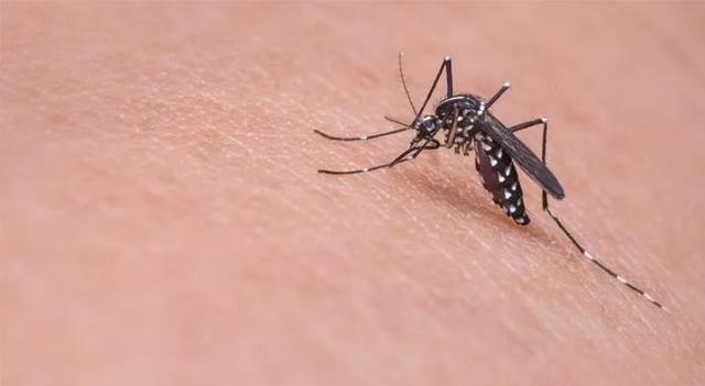 İstanbul'un yerleşik çeşitleri ortasına giren Asya kaplan sivrisineği için korkutan ihtar: Bulaşıcı hastalıklara neden olabilir