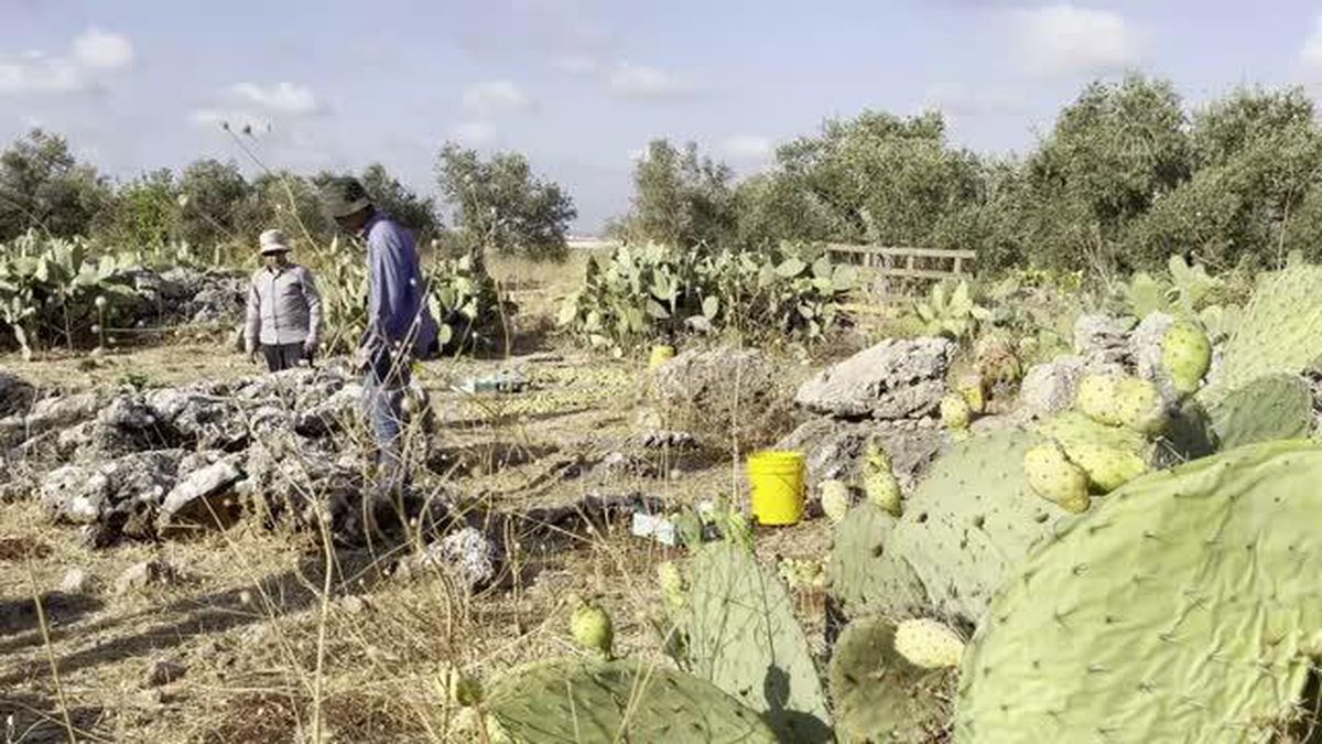 Batı Şeria'da koşinil böceği nedeniyle Hint incirinin üretimi düşüyor