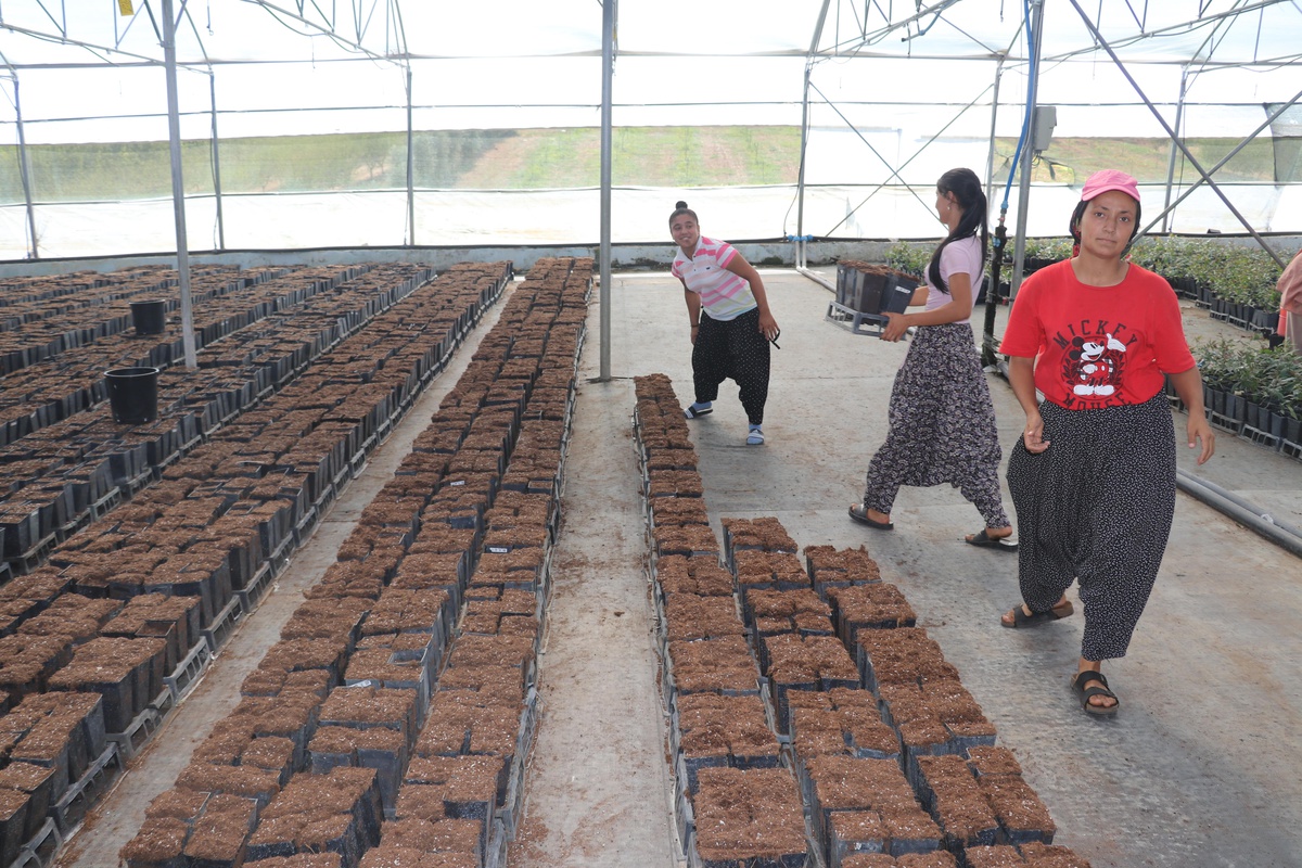 Çukurova'da yetiştirilen meyve fidanları 14 ülkeye ihraç ediliyor - Vimarsana News