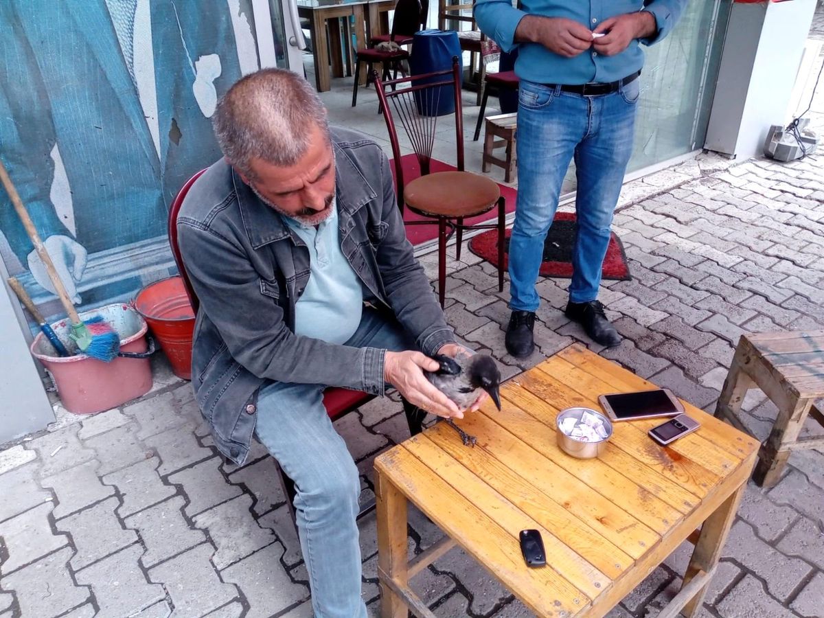 Karganın hayrete düşüren dostluğu! Her gün kahvehaneye gelip yiyeceğini alıyor