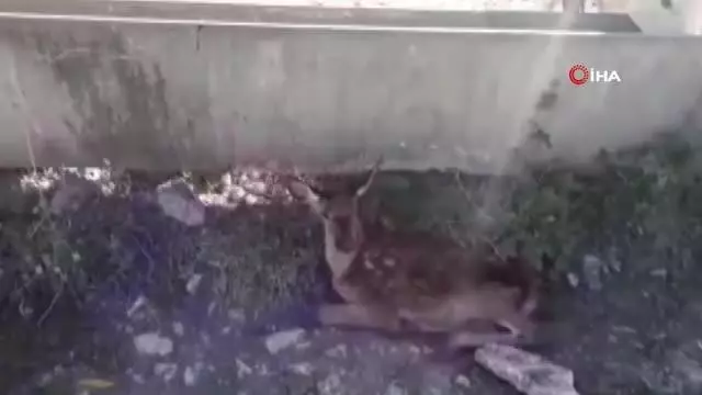 Susuzluktan ölmek üzere olan geyik yavrusu hayata döndürüldü
