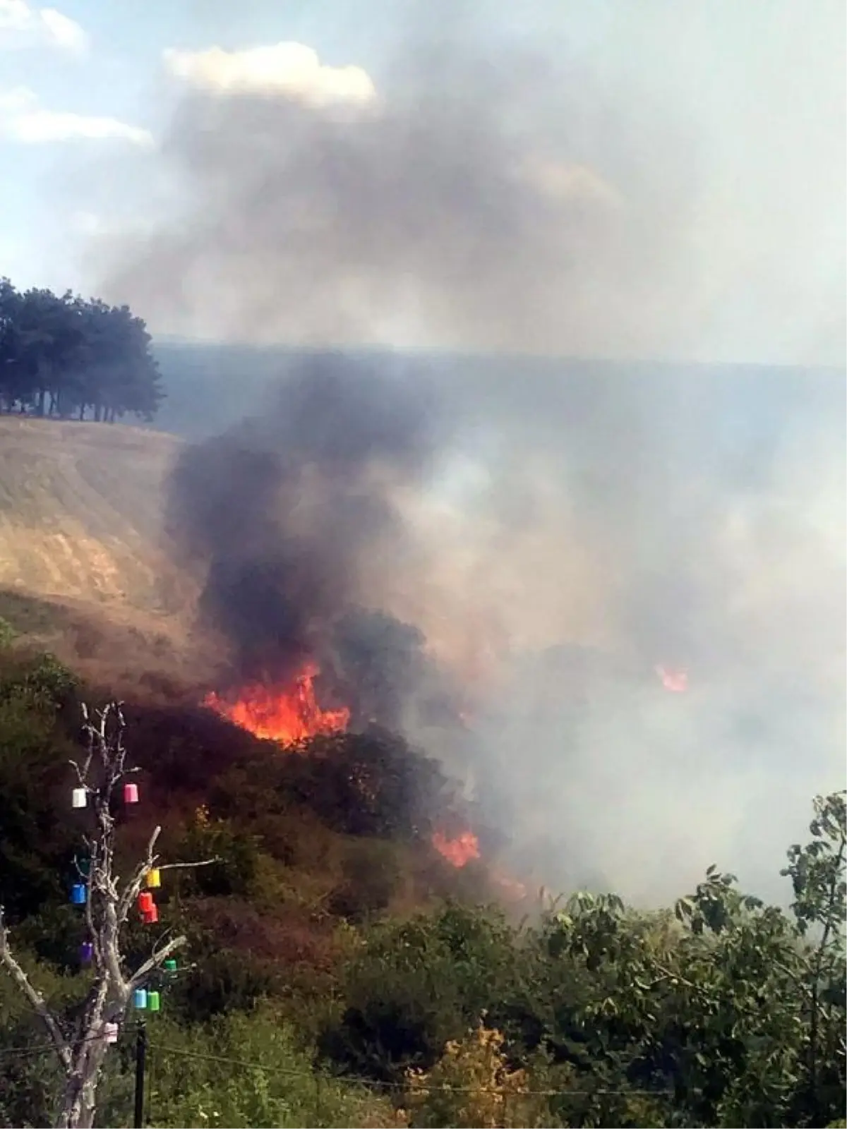 Son dakika... Tekirdağ'da makilik ve ağaçlık alanda yangını