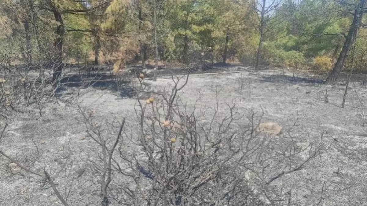 Akhisar'da orman yangını