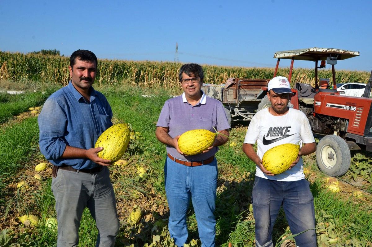 Kırkağaç kavununda ilk hasat yapıldı