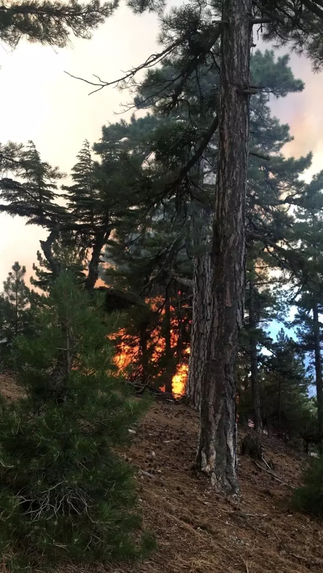 Çıkan orman yangınına havadan ve karadan müdahale ediliyor