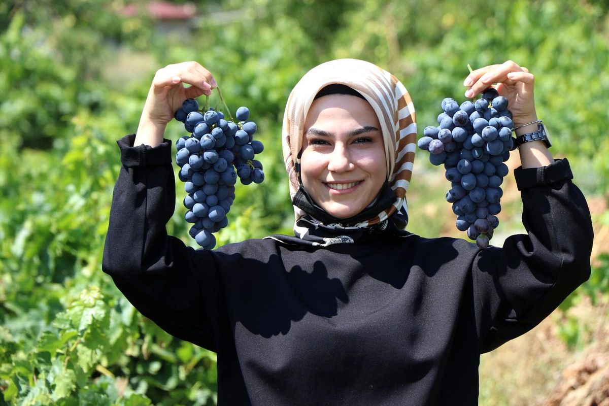Tescilli Cimin üzümünde hasat zamanı