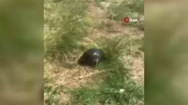 Zifte bulanmış halde bulunan kaplumbağa, temizlenerek tekrar doğaya bırakıldı