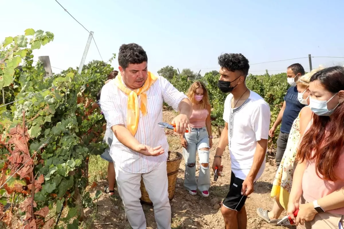 5 ülkeden 21 genç, Başkan Kılıç ile beraber Buca'da üzüm hasat etti