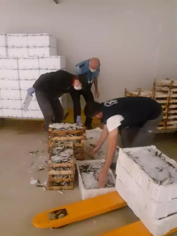 BEYLİKDÜZÜ'NDE YASAK ZAMANINDA AVLANAN 350 KİLOGRAM İSTAVRİTE EL KONULDU
