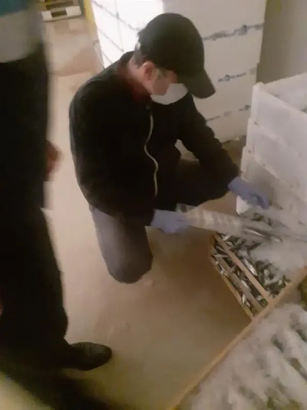 BEYLİKDÜZÜ'NDE YASAK ZAMANINDA AVLANAN 350 KİLOGRAM İSTAVRİTE EL KONULDU