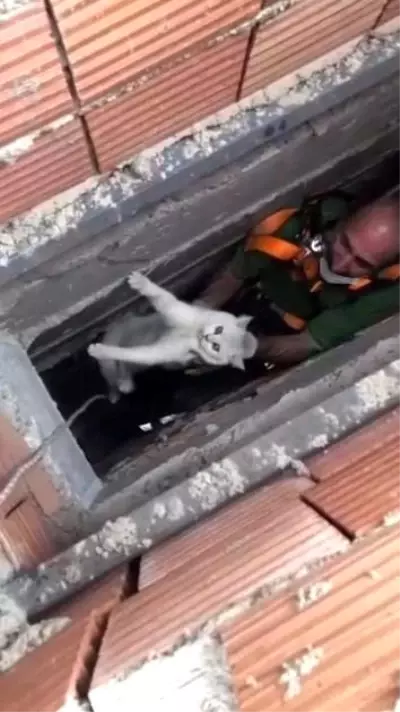 Isparta'da apartman boşluğuna düşen kedi halat sistemiyle kurtarıldı