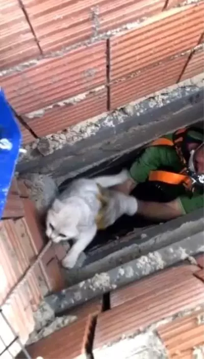 Isparta'da apartman boşluğuna düşen kedi halat sistemiyle kurtarıldı