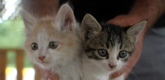 Son dakika yaşam: İtfaiye ekiplerinin kurtardığı yavru kedileri duyarlı vatandaş sahiplendi