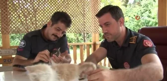 İtfaiye ekiplerinin kurtardığı yavru kedileri duyarlı vatandaş sahiplendi