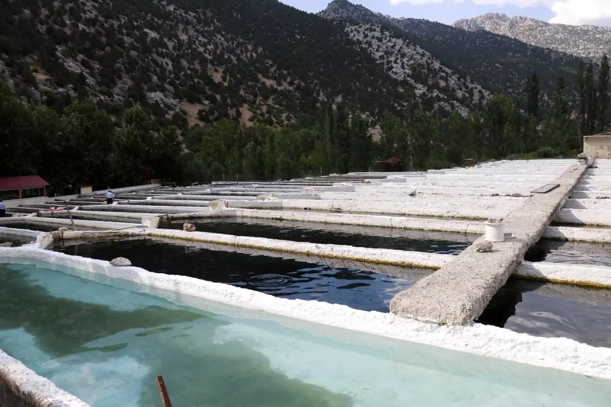 Kahramanmaraş'ta üretilen alabalık, 50'den fazla ülkeye ihraç ediliyor
