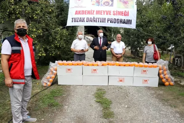 Samsun'da meyve üreticilerine Akdeniz meyve sineğine karşı destek