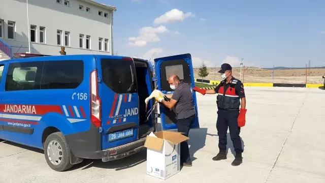 Yaralı leylekleri jandarma kurtardı