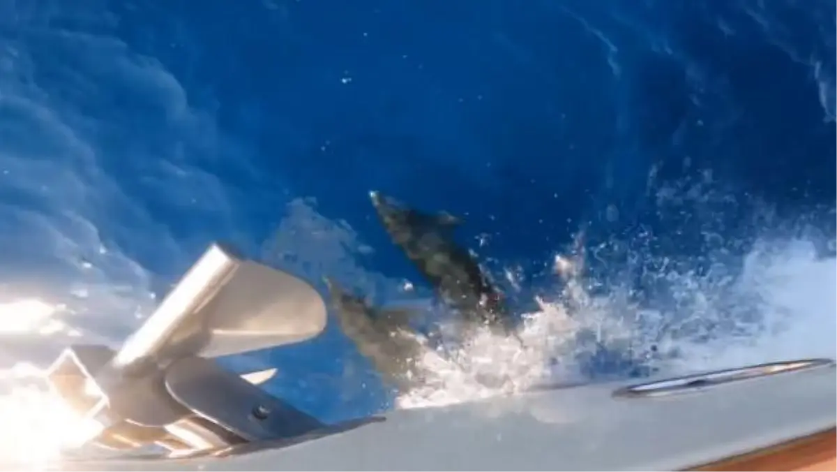 Balıkçılar teknenin yanında yüzen yunusları görüntüledi (2)