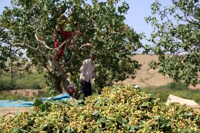 Bölgede yetişmez denileni üretti! 26 yıl önce hobi olarak diktiği fıstıklar ABD yolunda