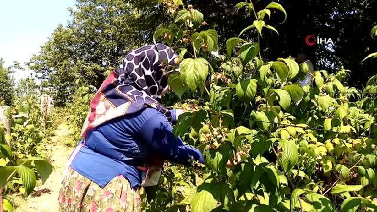 Bu ahududunun kilosu 45 TL
