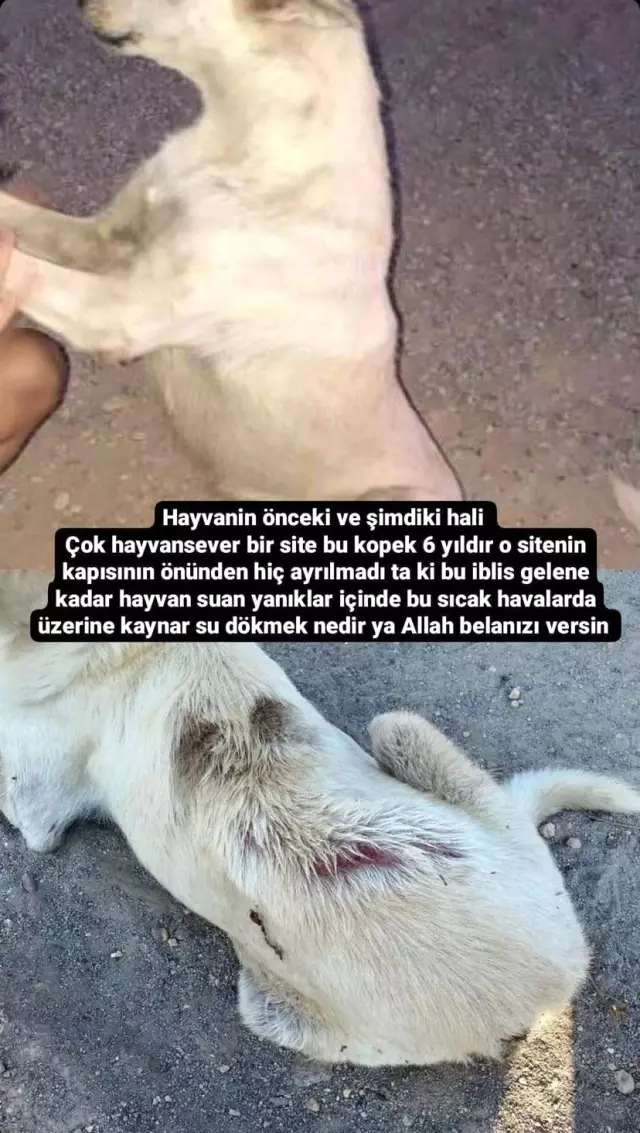 Güvenlik vazifelisi ocakta ısıttığı sıcak suyu sokak köpeğinin üzerine bu türlü döktü