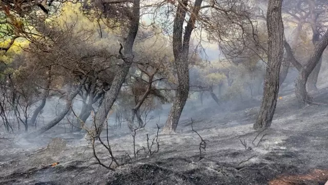Kırıkhan'da çıkan orman yangını söndürüldü