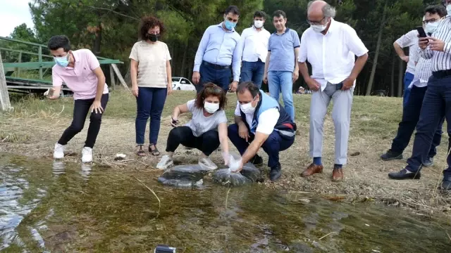 İstanbul'da 14 gölette 573 bin 500 adet sazan yavrusu bırakıldı İstanbul'da 14 gölette 573 bin 500 adet sazan yavrusu bırakıldı