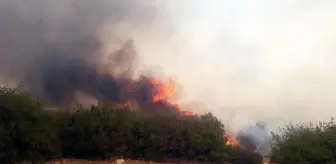 Manisa'nın Kula ilçesinde makilik alanda çıkan yangın ormana sıçradı