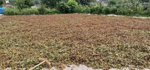 Kurutulamayan fındığa ihraç engeli