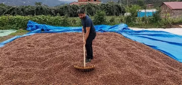 Kurutulamayan fındığa ihraç engeli