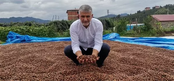 Kurutulamayan fındığa ihraç engeli