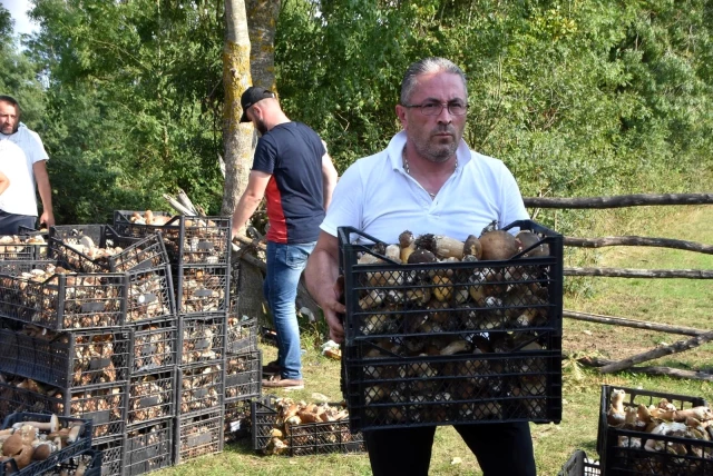 Sinop ormanlarından fışkıran mantarlar köylünün gelir kaynağı oldu! Günlük 600 lira kazanan var