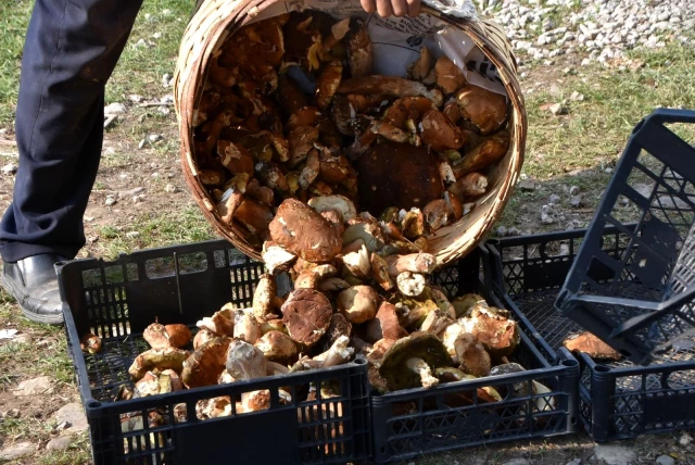 Sinop ormanlarından fışkıran mantarlar köylünün gelir kaynağı oldu! Günlük 600 lira kazanan var