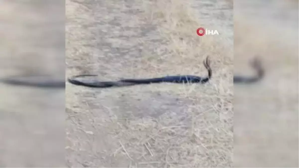 Yılanların dansı böyle görüntülendi