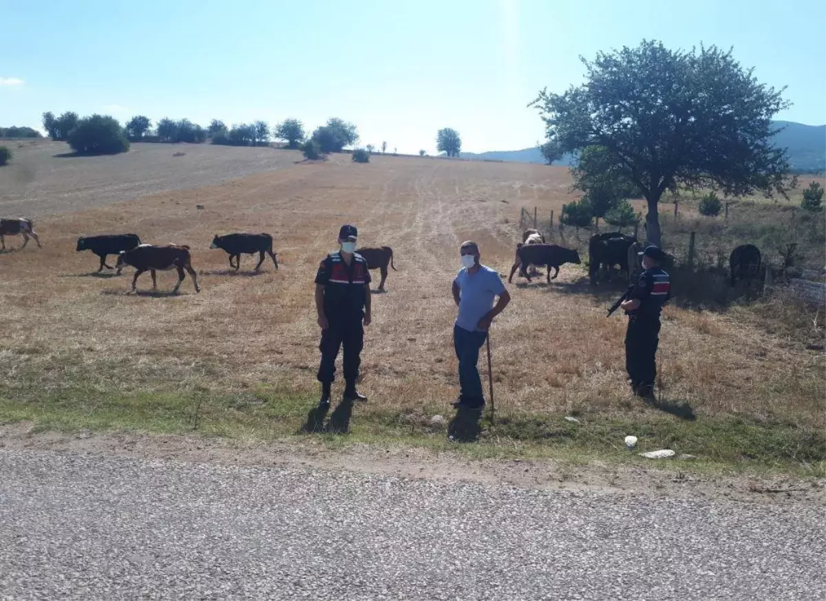 Karabük'te kaybolan 14 büyükbaş hayvan, insansız hava aracıyla bulundu