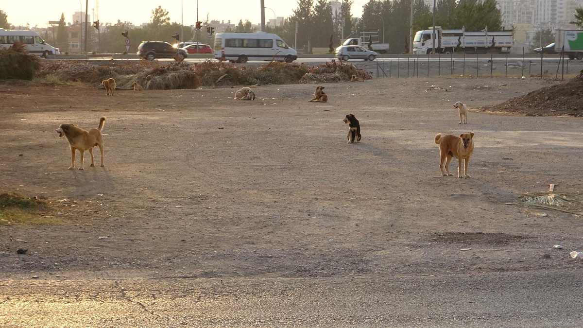 Sokak köpeklerinin saldırdığı bisikletli çocuk, otomobilin altında kalarak hayatını kaybetti - Vimarsana News