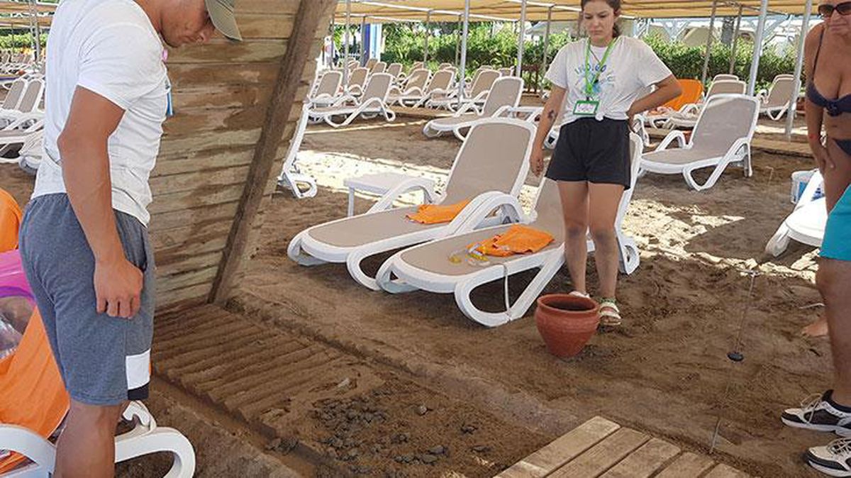 5 yıldızlı otelde caretta caretta katliamı! Nesli tükenmekte olan 60 yavru, sıkışarak can vermiş