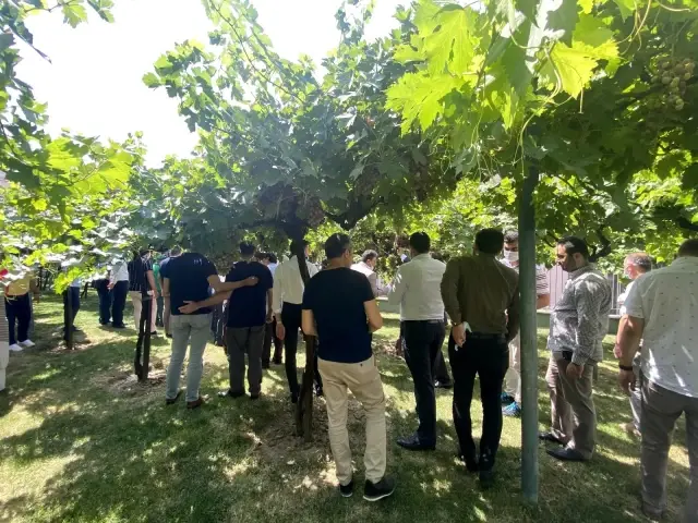 Bağcılar'da bağ bozumu