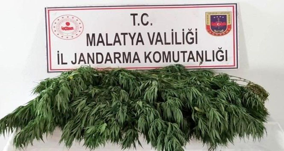 Bahçede esrar ve kenevir ele geçirildi