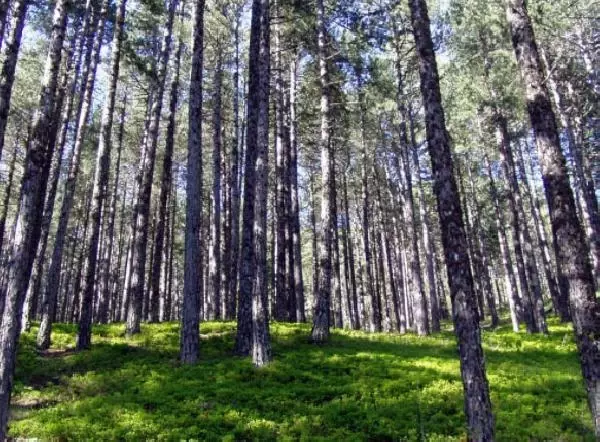 BALIKESİR ORMANLARINDA DRON UÇURMAK YASAKLANDI