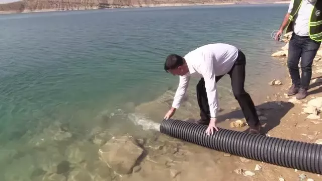 Batman Barajı'na 813 bin yavru sazan bırakıldı