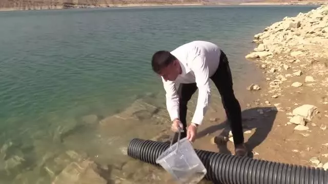 Batman Barajı'na 813 bin yavru sazan bırakıldı